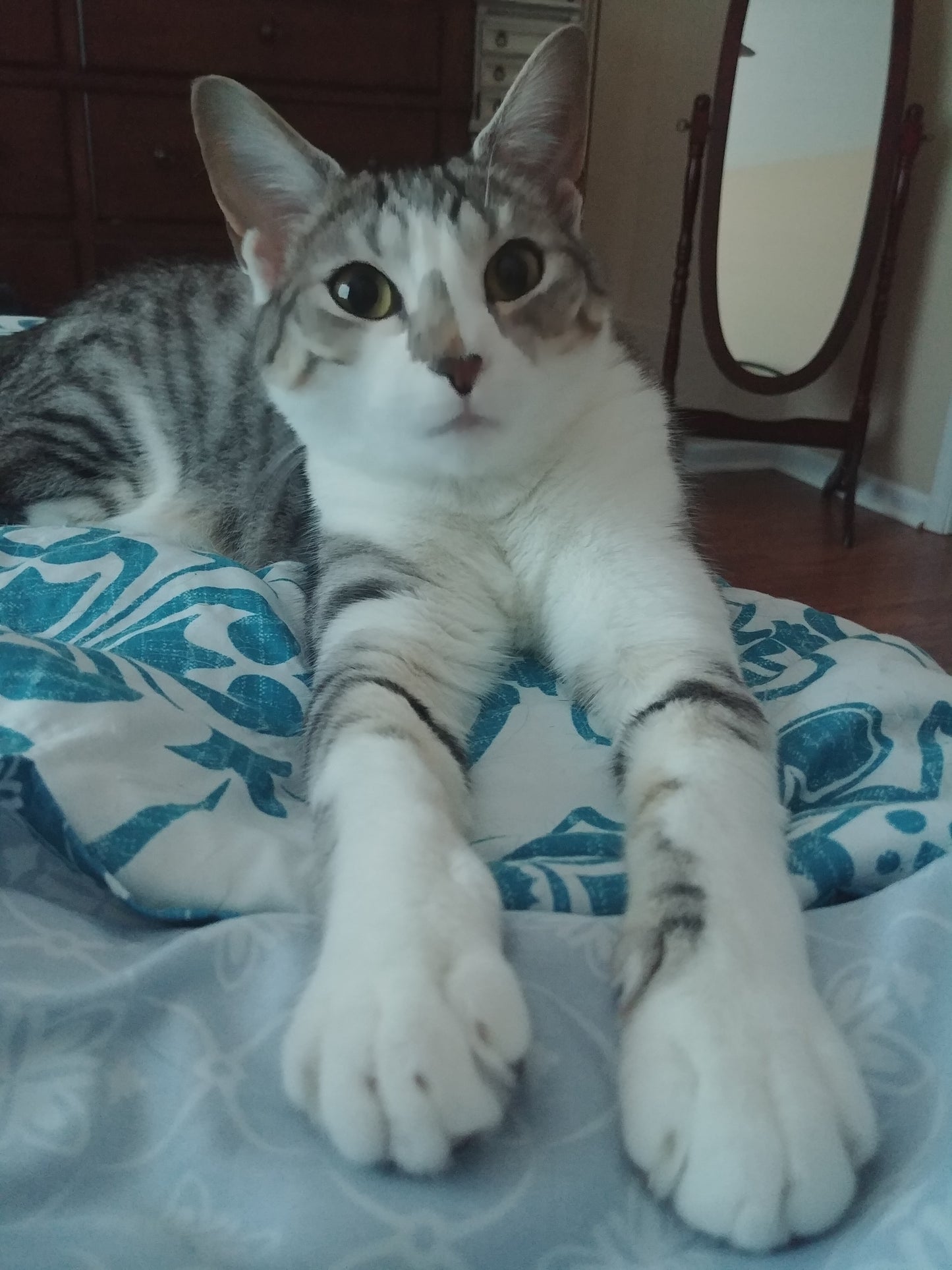 "Just Got My Claws Done DON'T TOUCH!" Funny Cat Sticker