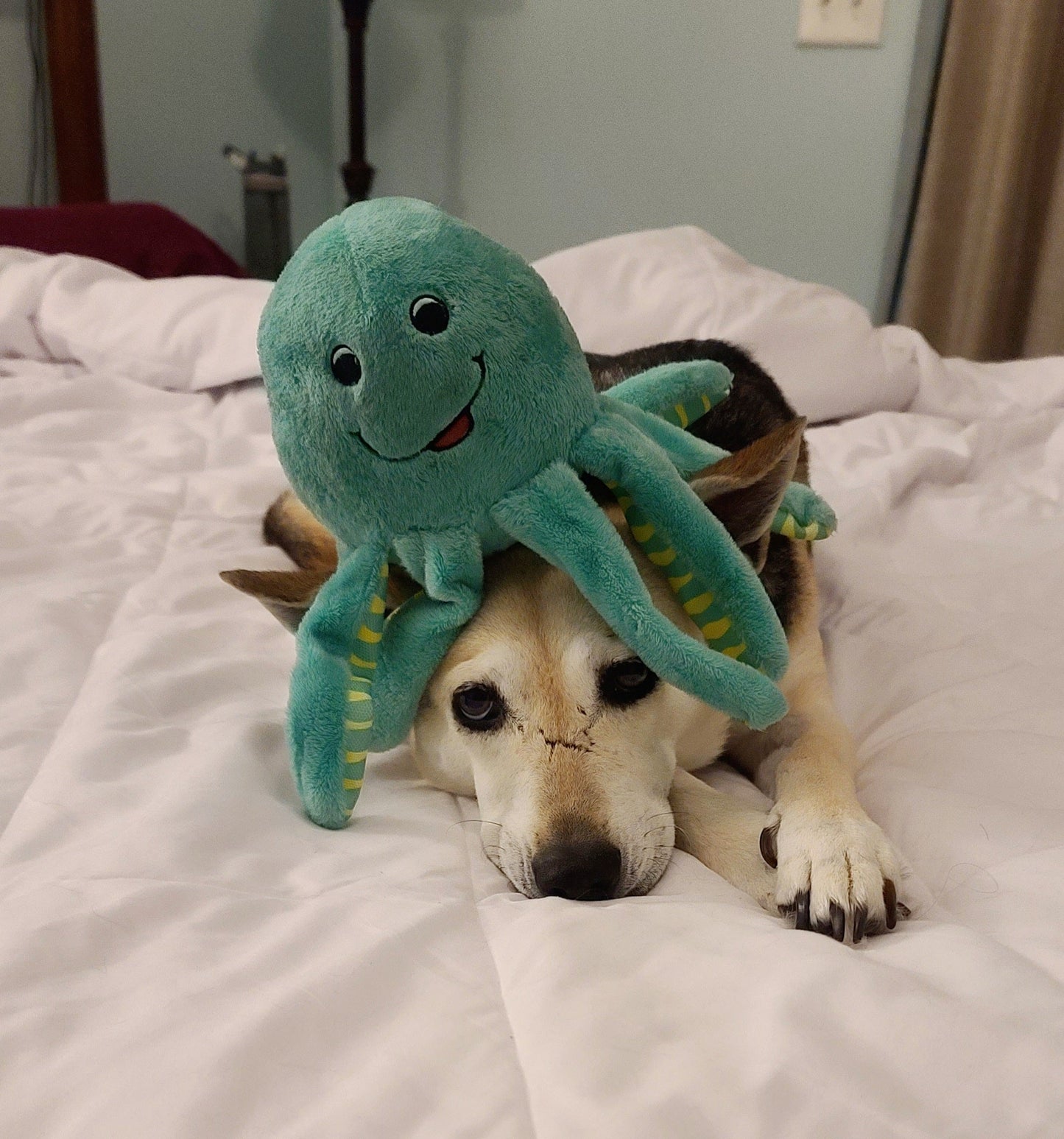 "Sometimes you just have an octopus on your head" Funny Dog Sticker