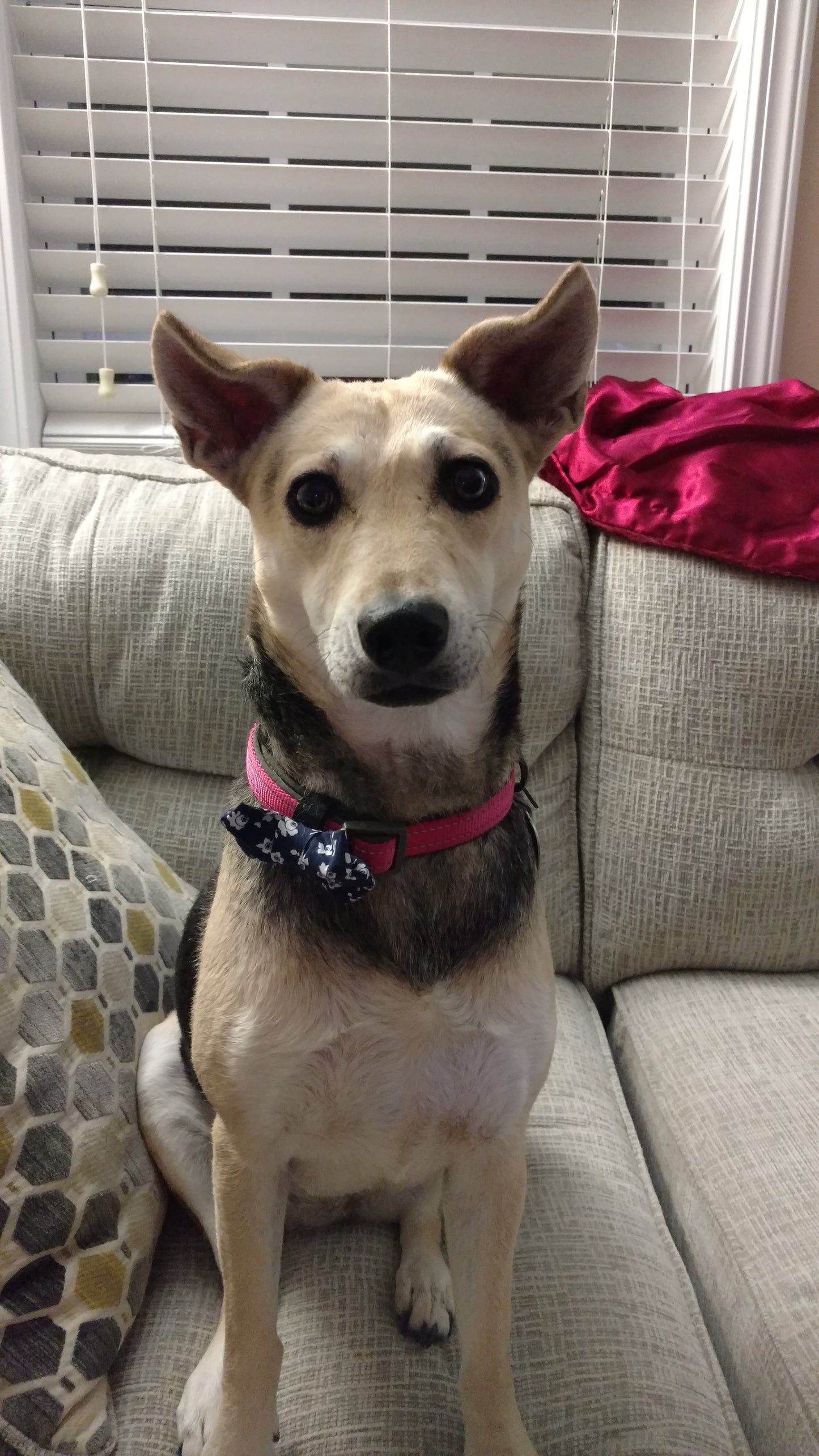 "Hello, My Name Is DERP" Sarcastic Dog Sticker