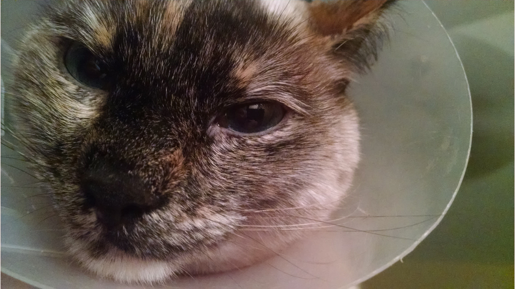 "You're dead to me, human." Sarcastic Cat Sticker