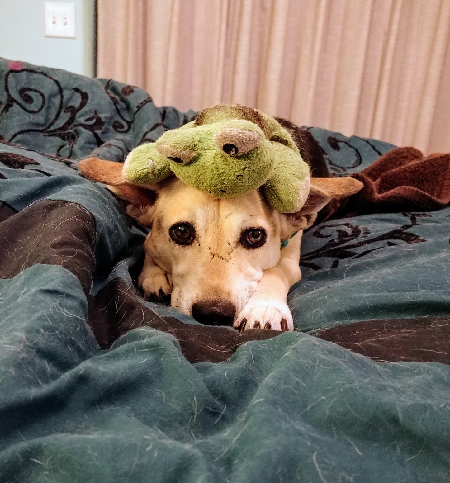 "Sometimes you just have a froggo on your head" Funny Dog Sticker