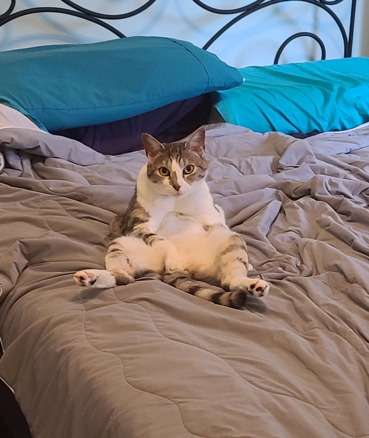 "Can I help you with something?" Sarcastic Cat Sticker