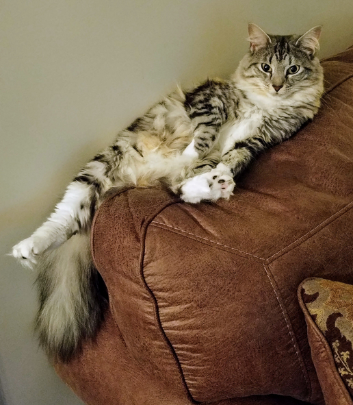 "Paint Me Like One Of Your French Girls" Sarcastic Cat Sticker